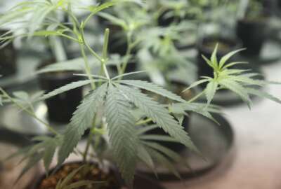 Abortion Marijuana Florida