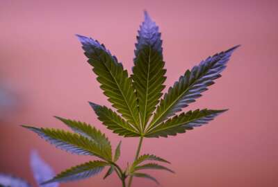 Legal Marijuana-Surviving the Market